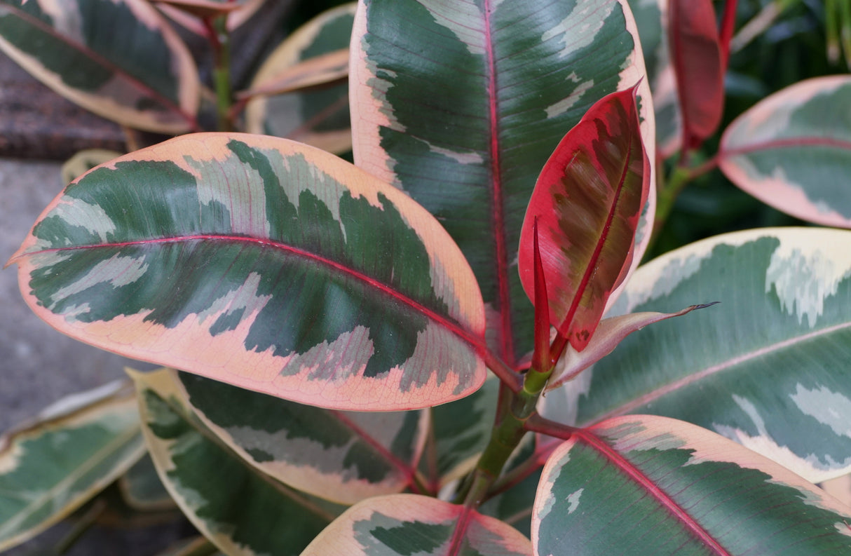 Ficus elastica 'Ruby' - Ruby Rubber Plant