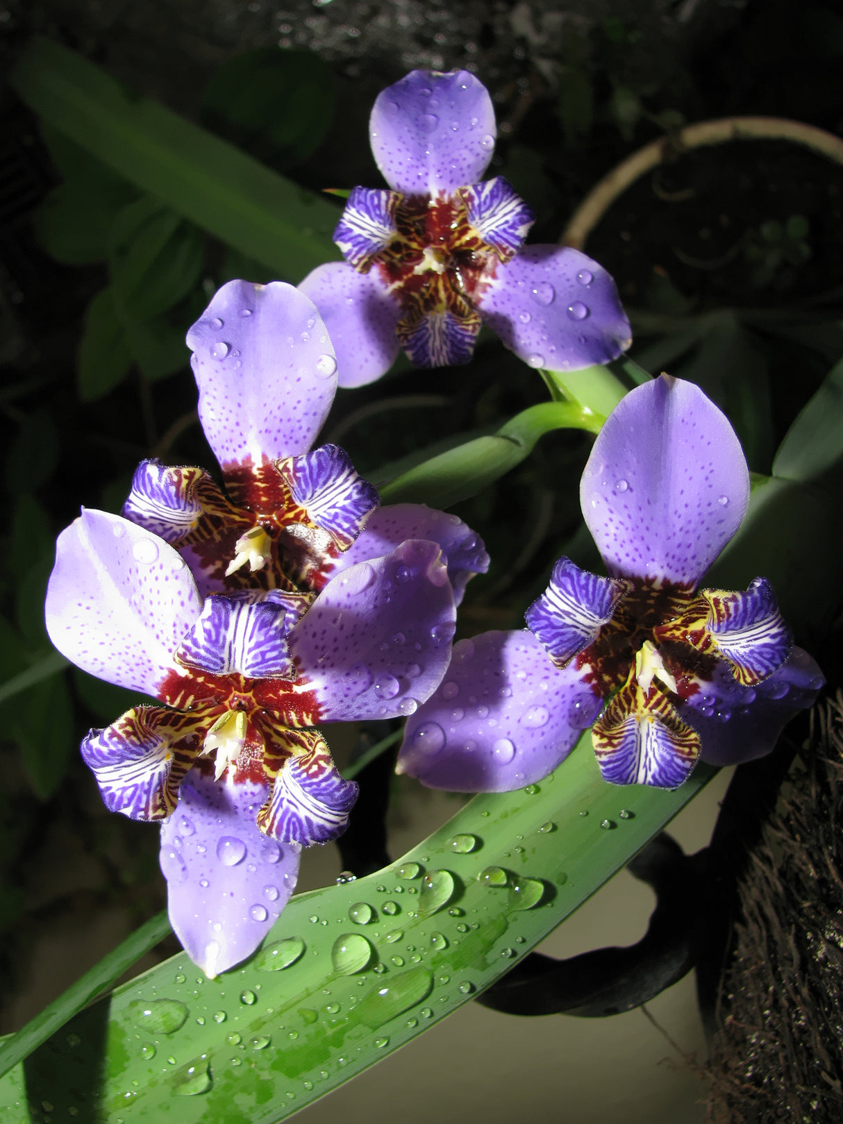 Neomarica caerulea 'Regina' - Regina Walking Iris