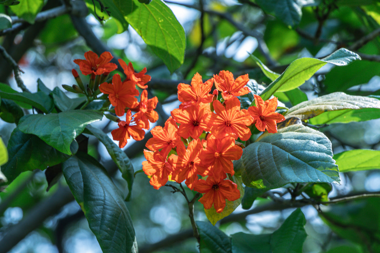 Cordia sebestena - Geiger Tree (Scarlet Cordia)