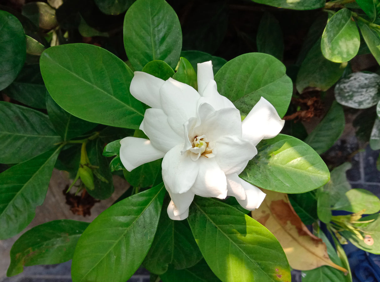 Gardenia grandiflora 'Star' - Star Gardenia