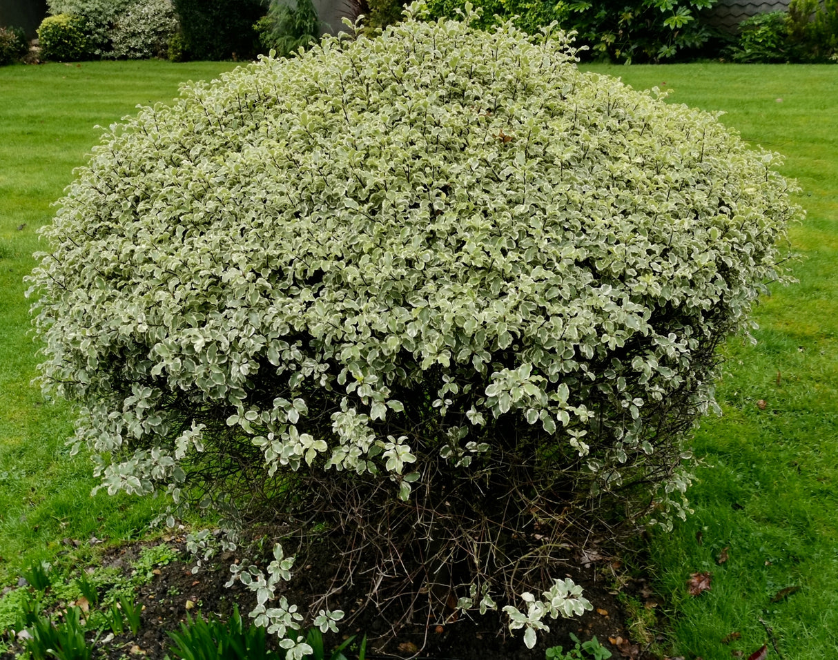 Pittosporum tenuifolium 'Golf Ball' - Golf Ball Kohuhu