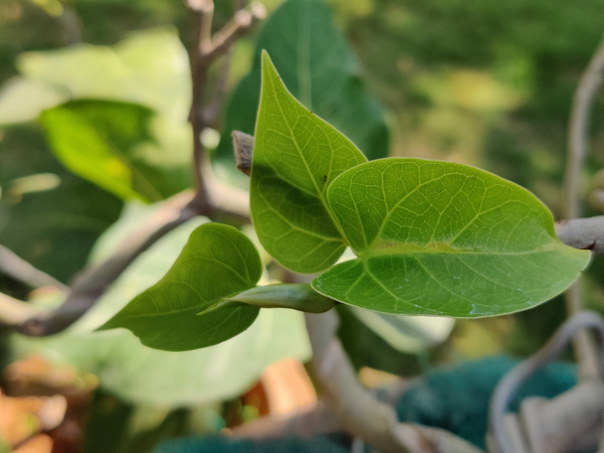 Ficus salicifolia - Wonderboom Fig