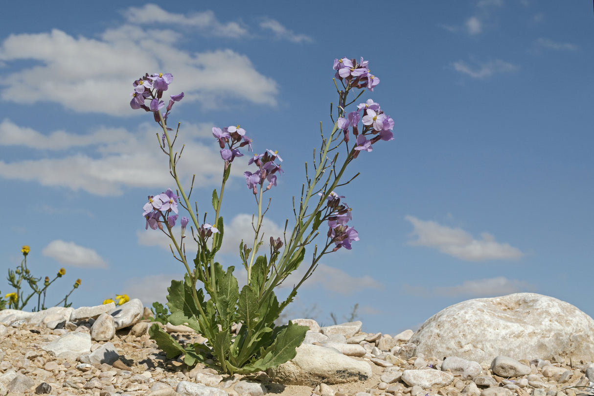 Diplotaxis acris - Boiss