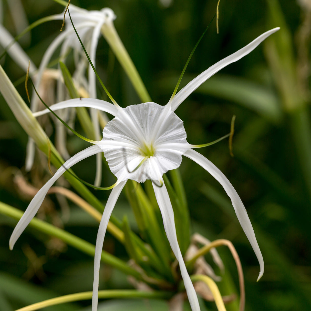 Hymenocallis speciosa - Peruvian Daffodil