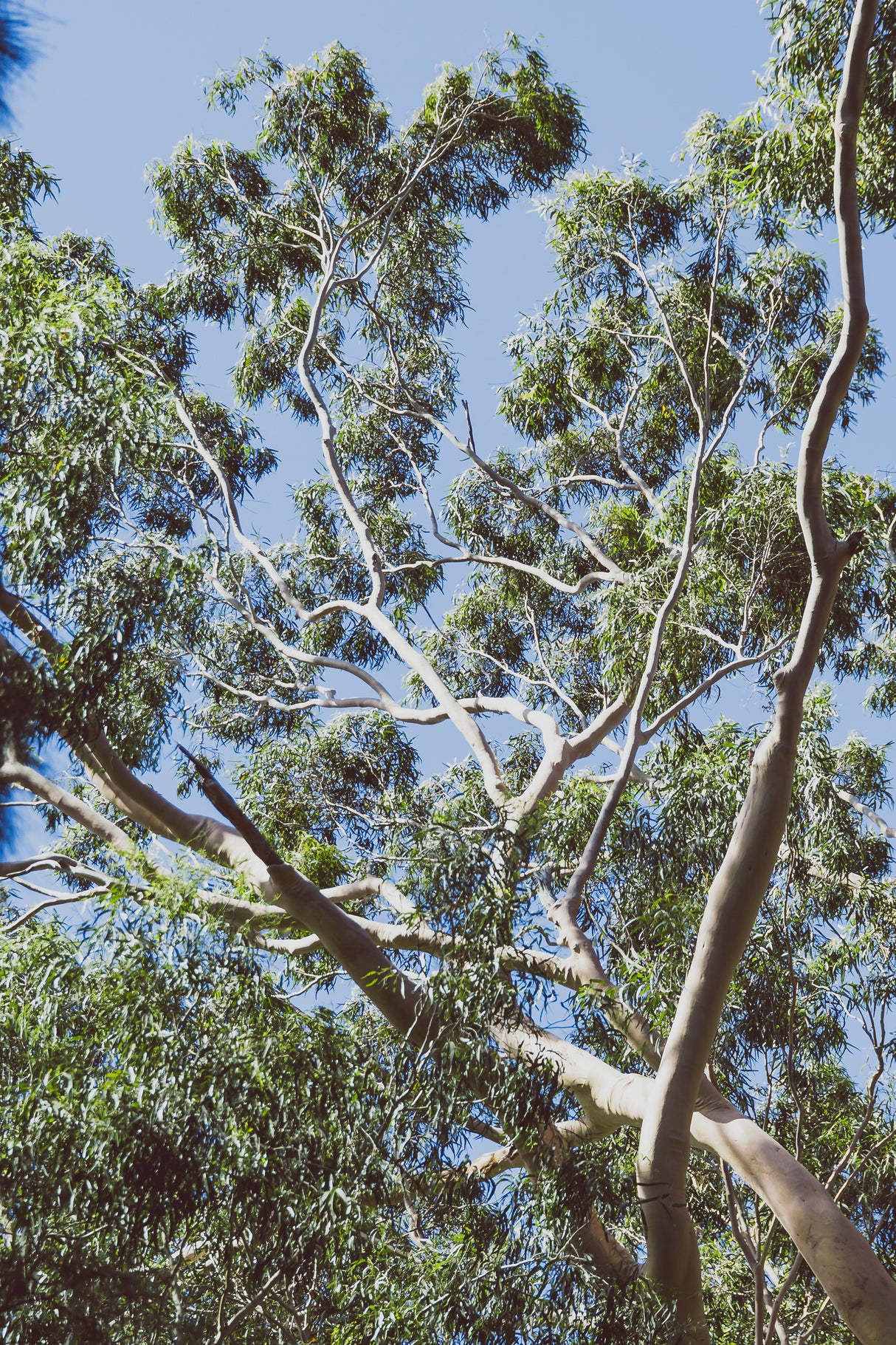 Corymbia citriodora (eucalyptus) - Lemon scented gum