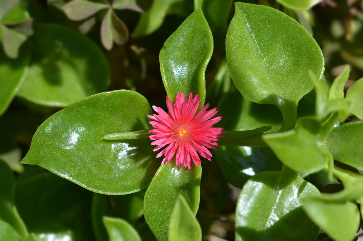 Aptenia cordifolia - Baby Sunrose