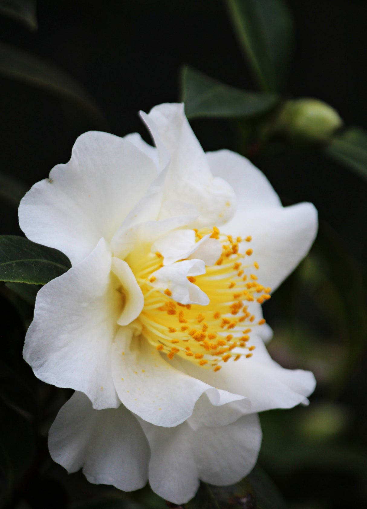 Camellia sasanqua 'Setsugekka' - Setsugekka Camellia