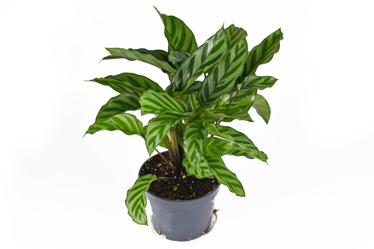 Calathea concinna - Freddie Calathea