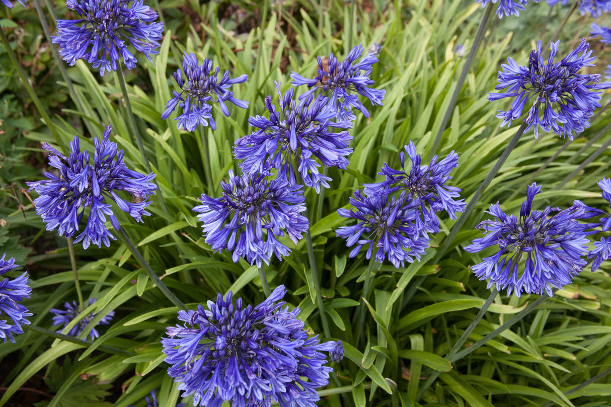 Agapanthus 'Orientalis Blue' - Orientalis Blue Agapanthus