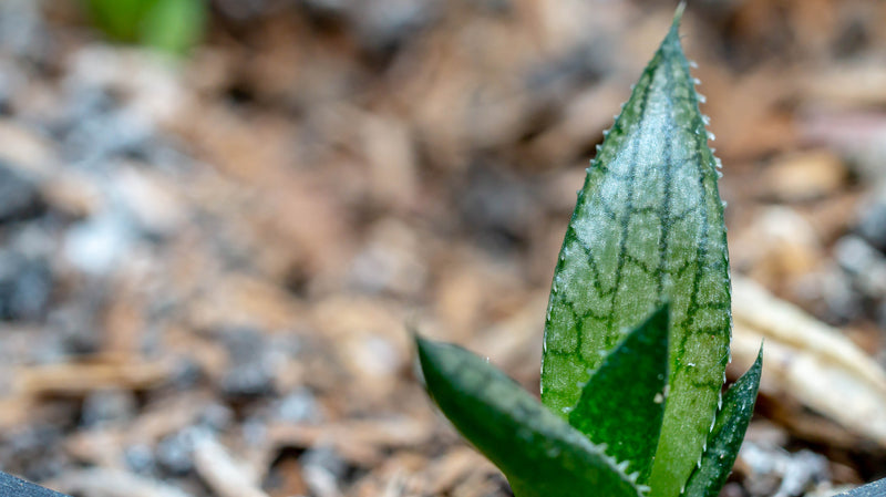 Haworthia tessellata - الهاورثيا المعرّقة