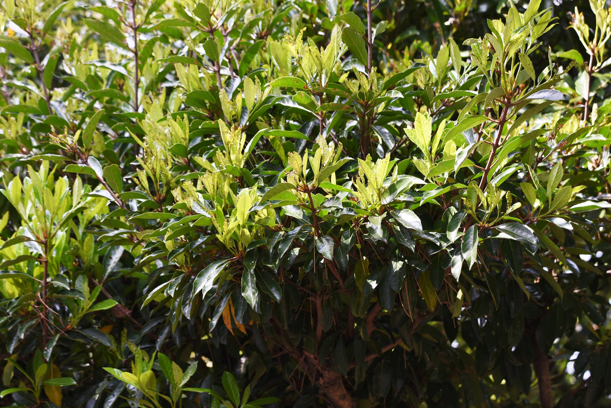 Viburnum odoratissimum - Sweet Viburnum