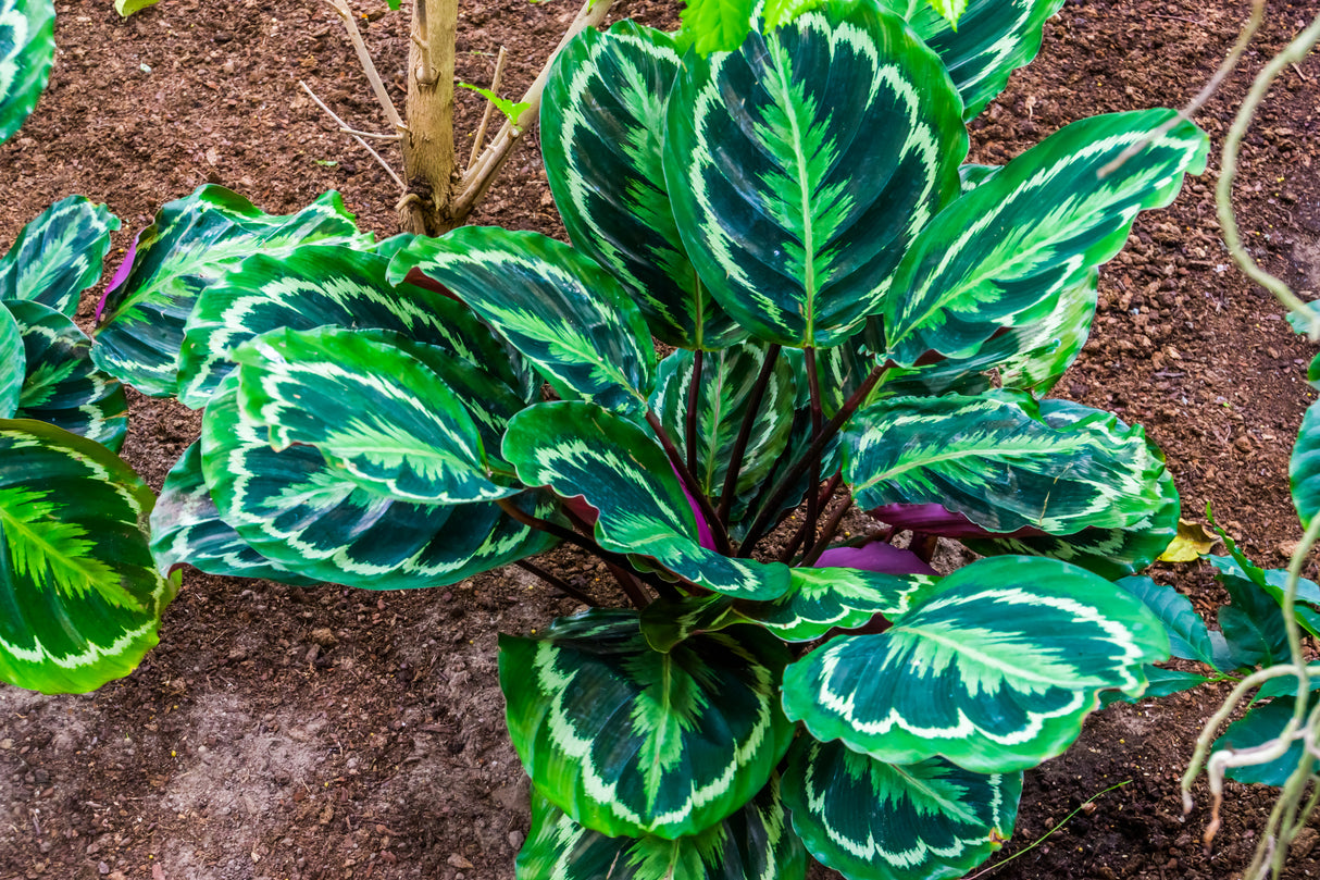 Calathea 'Medallion' - Medallion Calathea