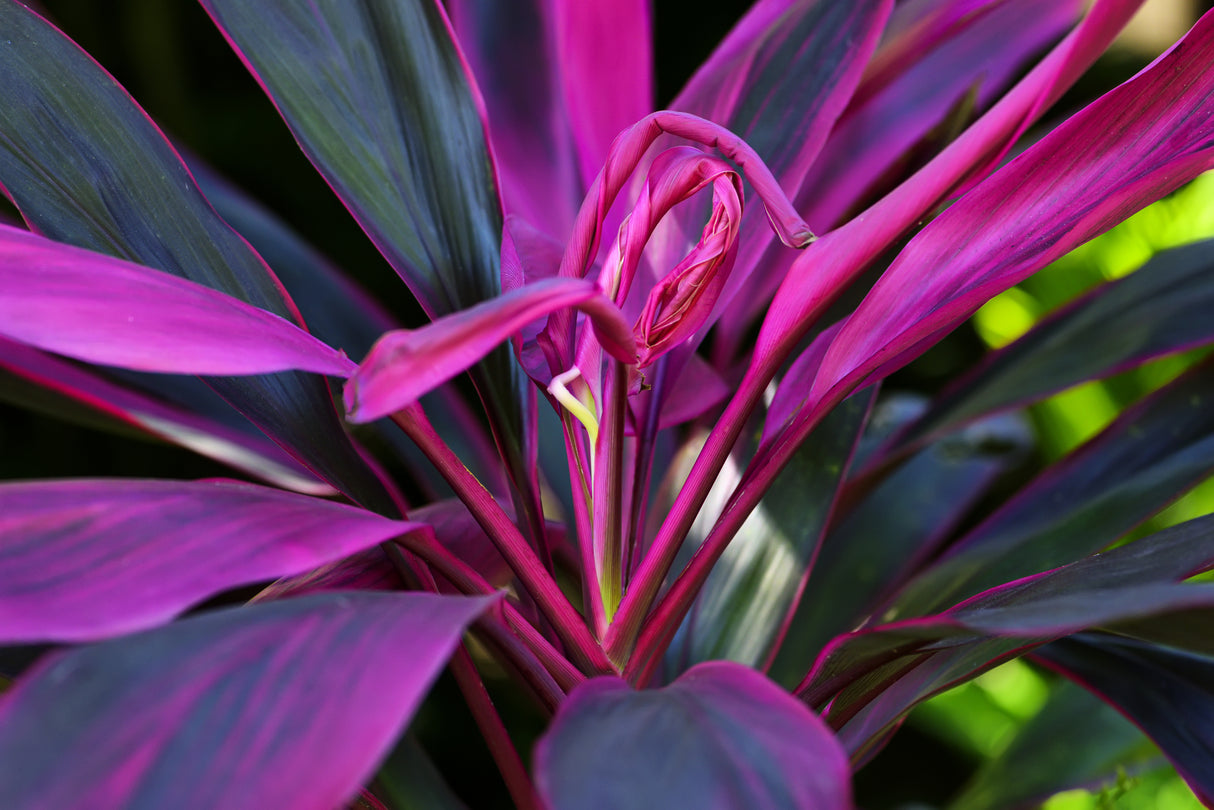 Cordyline fruticosa 'Pink Champion' - Pink Champion Cordyline