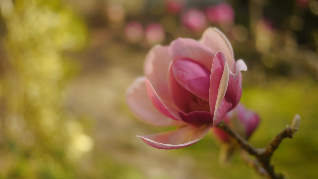 Magnolia 'Black Tulip' - Black Tulip Magnolia