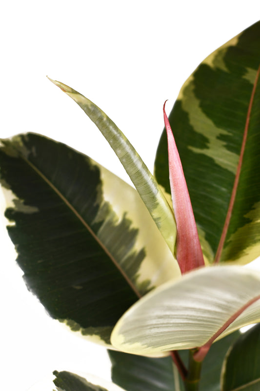 Ficus elastica Tineke - نبات المطاط فيكوس تينيكي