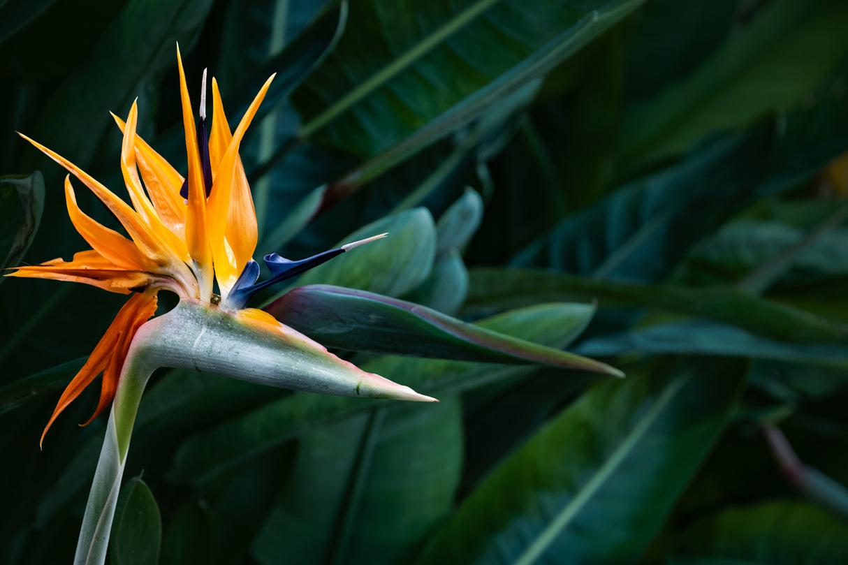 Strelitzia parvifolia var. juncea - Juncea Bird of Paradise