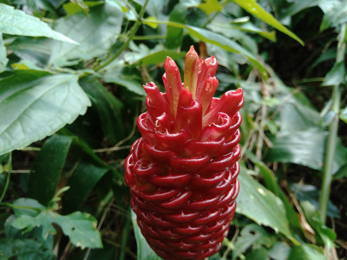 Zingiber zerumbet - Red Back Ginger