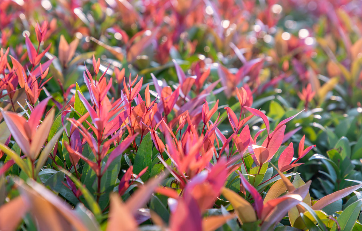 Photinia robusta - Robusta Photinia