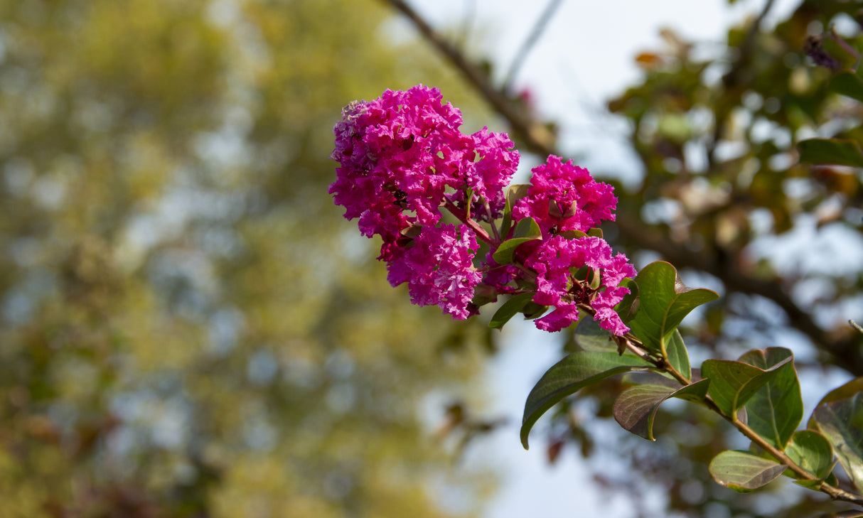 Lagerstroemia 'Tuscarora' - Tuscarora Crepe Myrtle