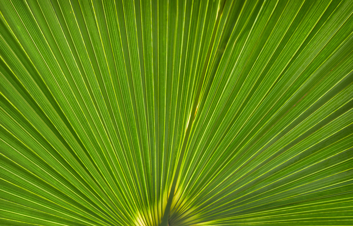 Licuala elegans - Elegant Fan Palm