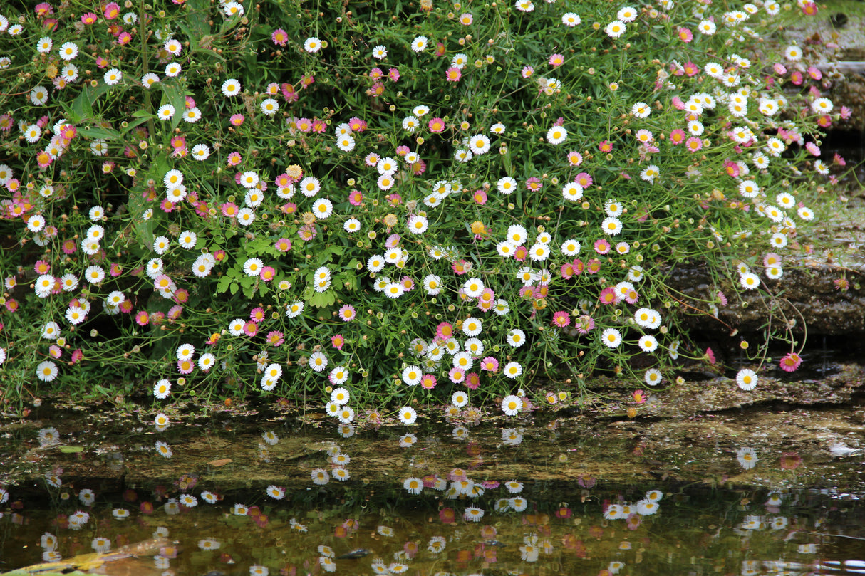 Erigeron karvinskianus - Seaside Daisy