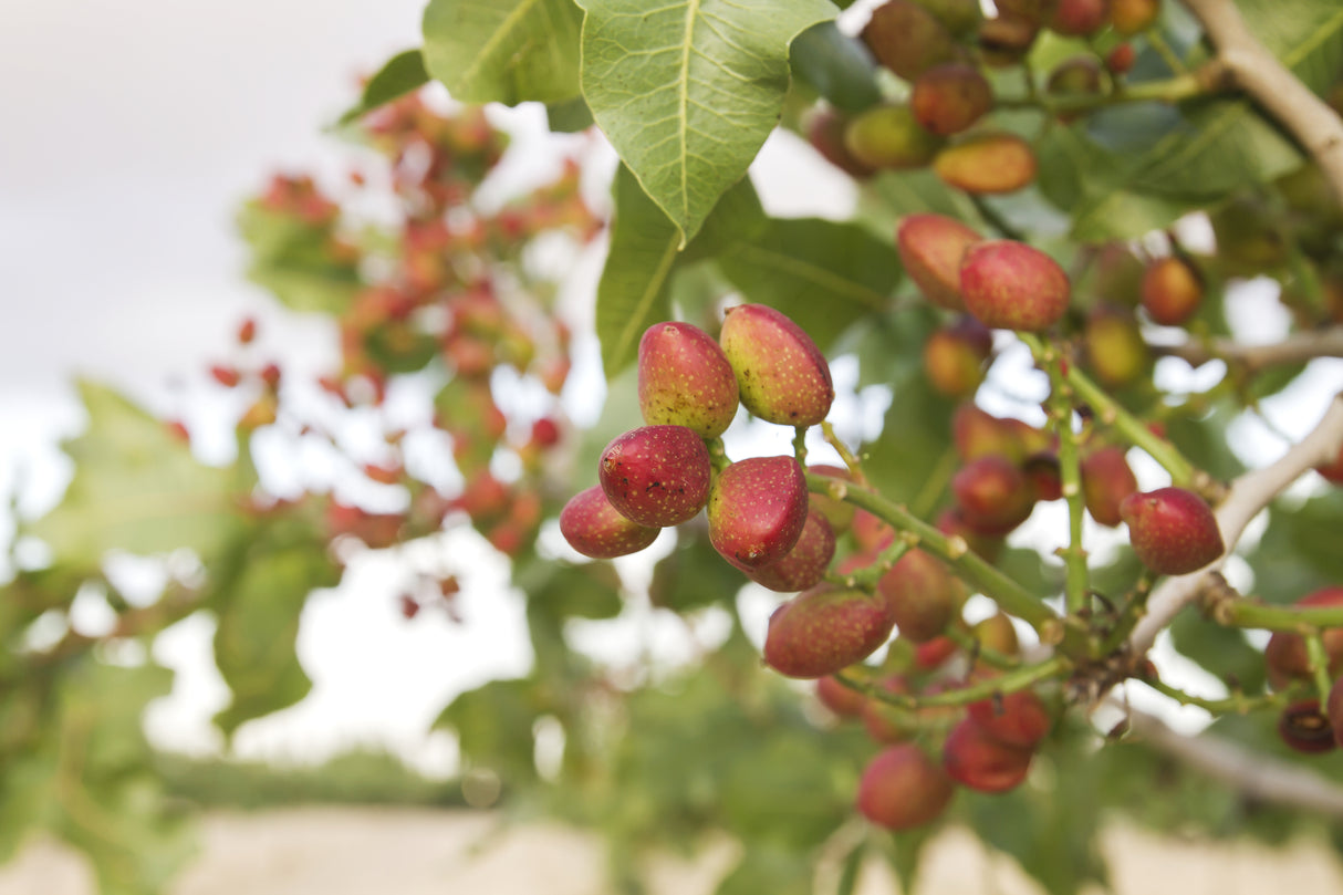 Pistacia falcata - Wild Pistachio