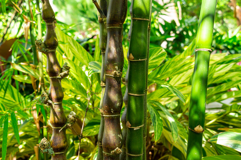 Bambusa vulgaris 'Wamin' - خيزران بطن بوذا