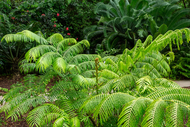 Angiopteris evecta - سرخس الملك
