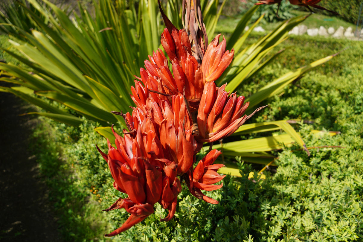 Doryanthes palmeri - Spear Lily