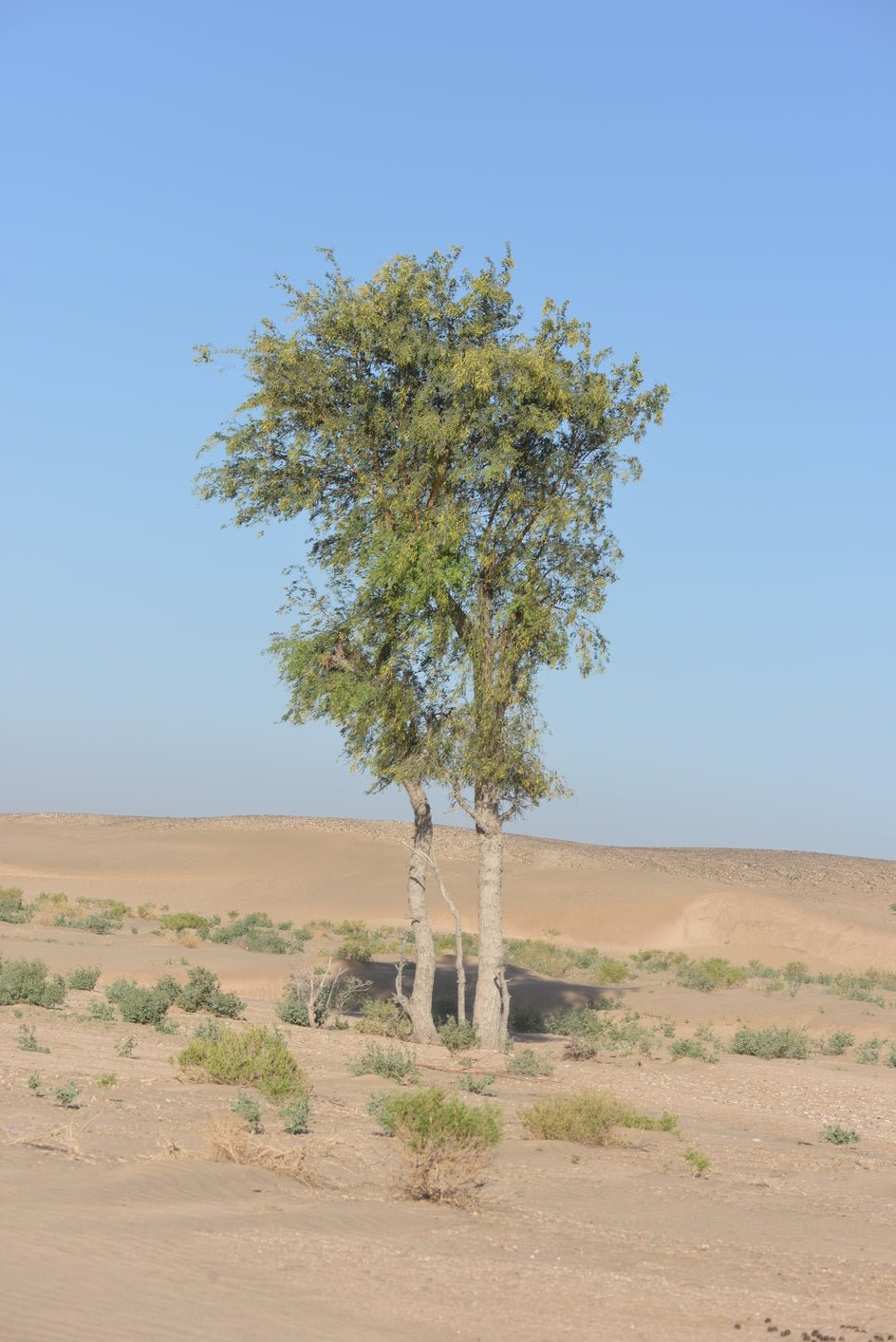 Prosopis cineraria - Ghaf Tree