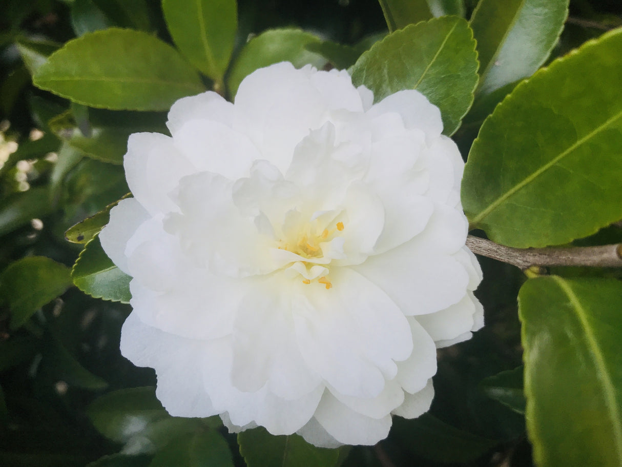 Camellia sasanqua 'Pure Silk' - Pure Silk Camellia