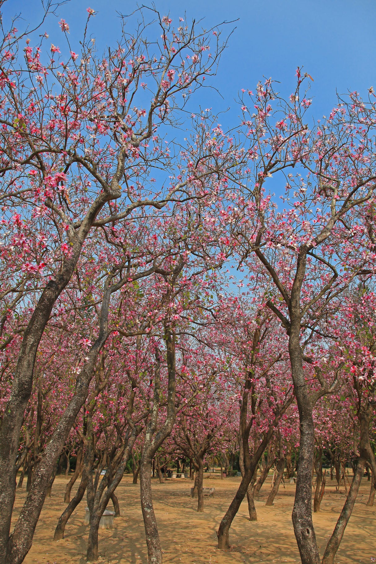 Bauhinia variegata - Orchid Tree