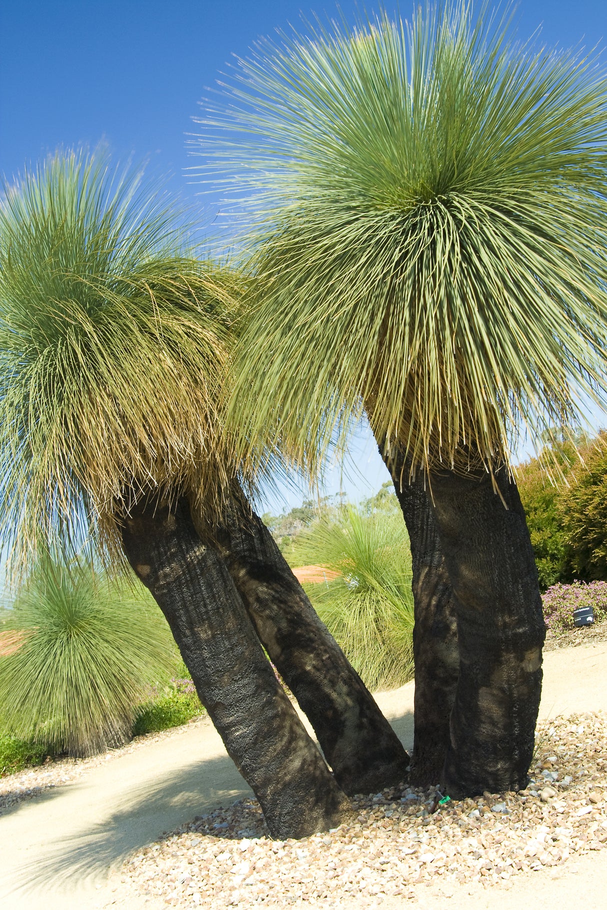 Xanthorrhoea glauca - Grass Tree