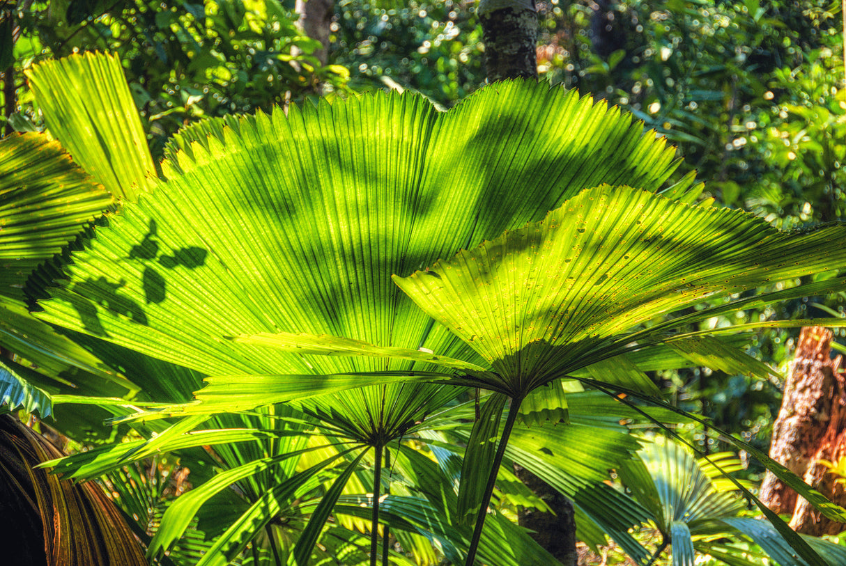 Licuala ramsayi - Ramsay's Fan Palm