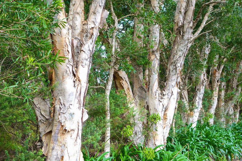 Melaleuca leucadendra 'Broad Leaf' - الميلاليوكا عريضة الأوراق