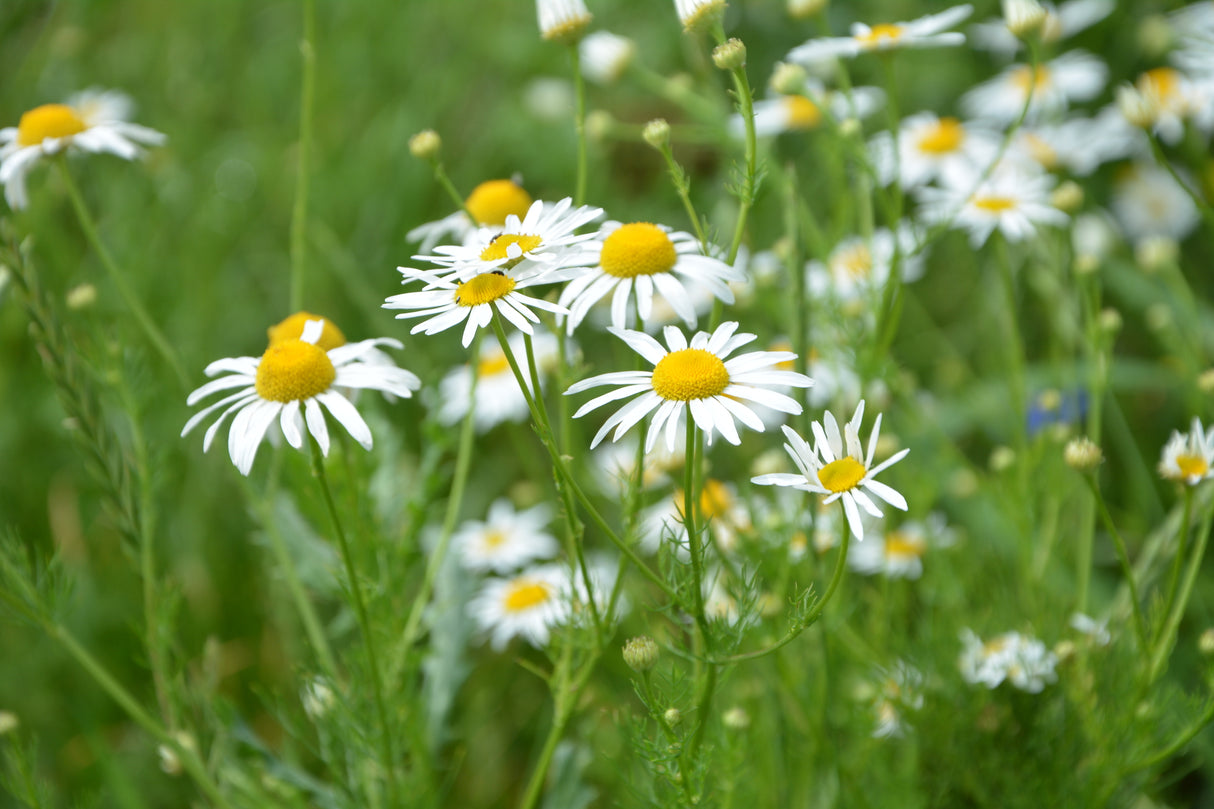 Tripleurospermum auriculatum - Auriculate Chamomile