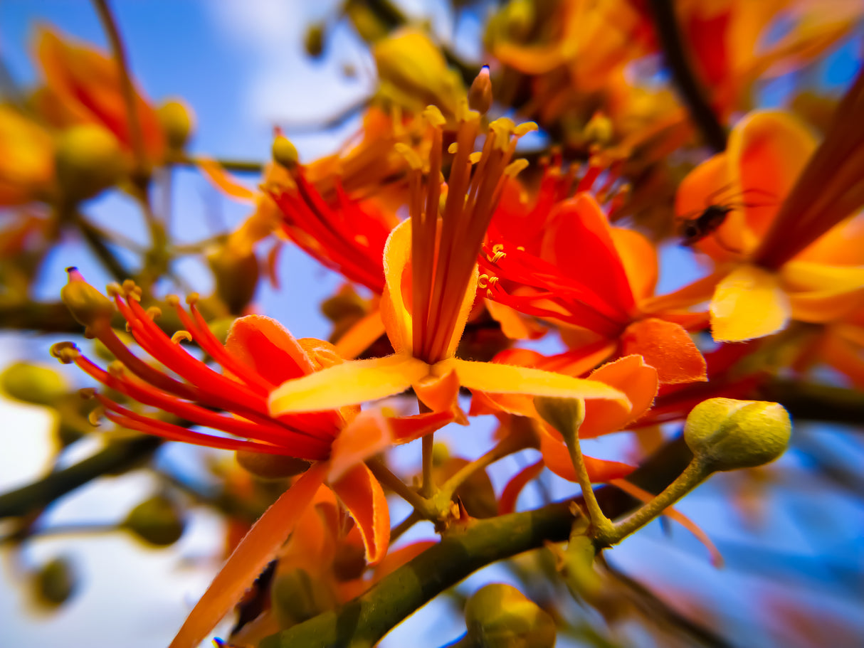 Capparis decidua - Caper Bush