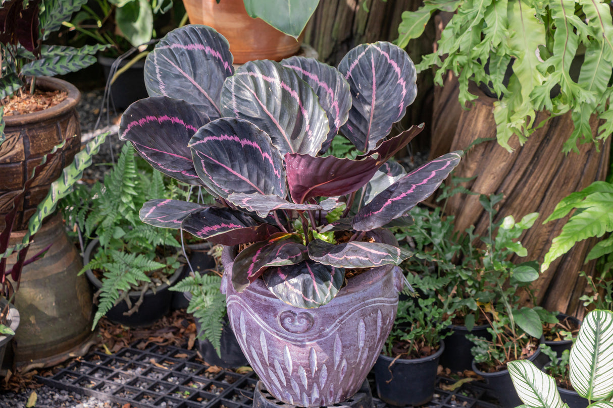 Calathea 'Jungle Rose' - Jungle Rose Calathea