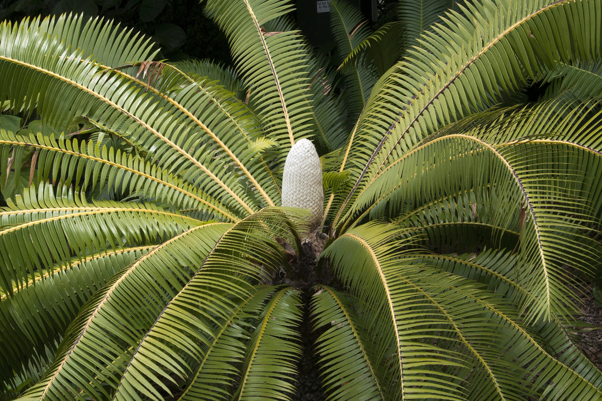 Dioon spinulosum - Giant Dioon