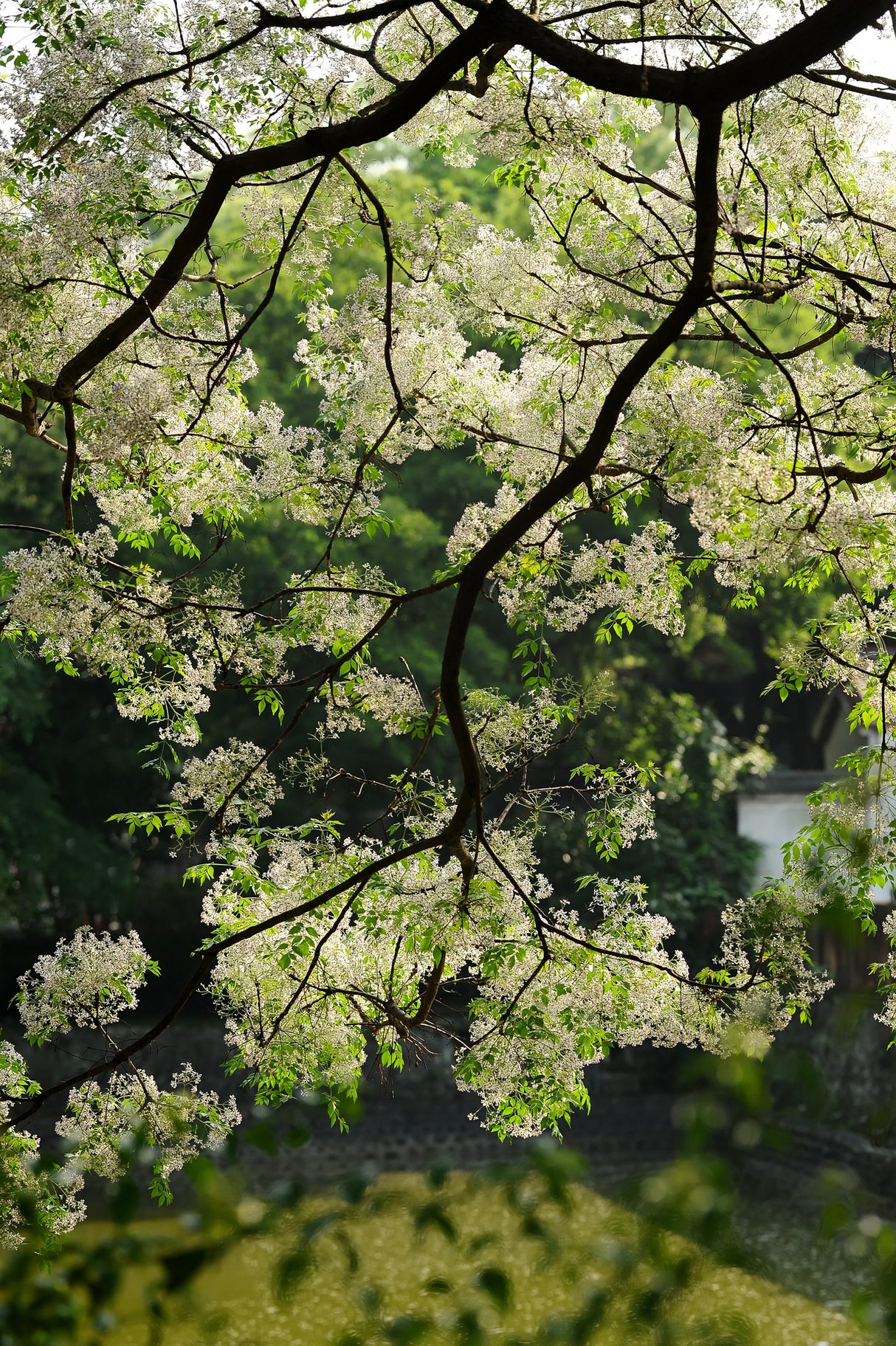 Melia azedarach - Chinaberry Tree (Persian Lilac)