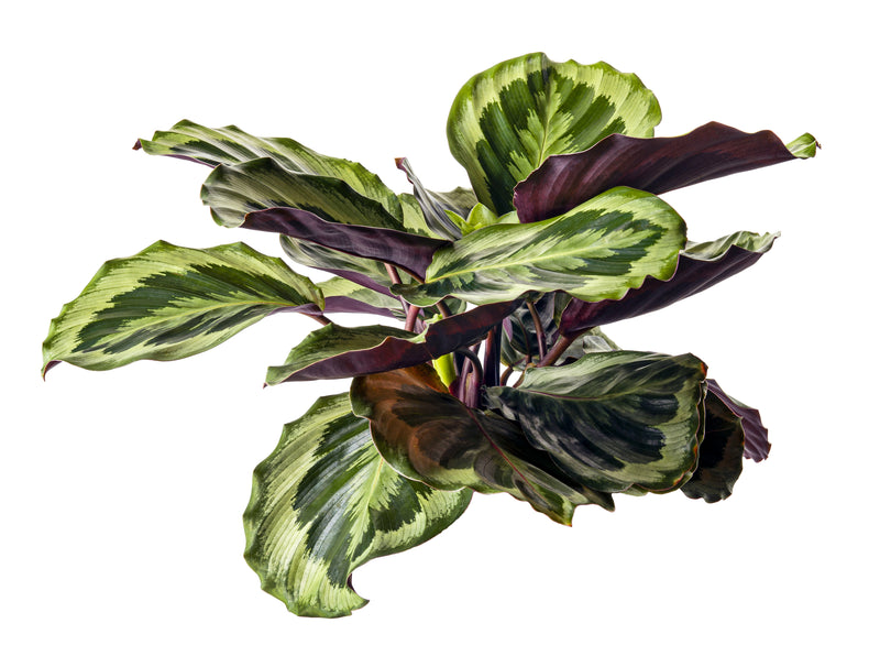 Calathea roseopicta 'Illustris' - كالاثيا نبات الطاووس