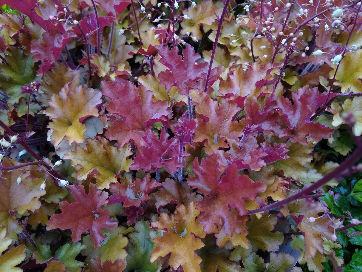 Heuchera 'Marmalade' - Marmalade Heuchera