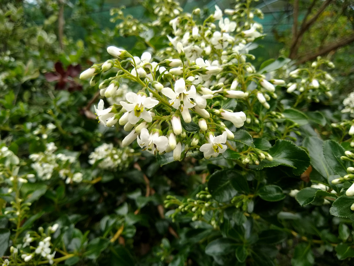 Escallonia Iveyi - White Escallonia