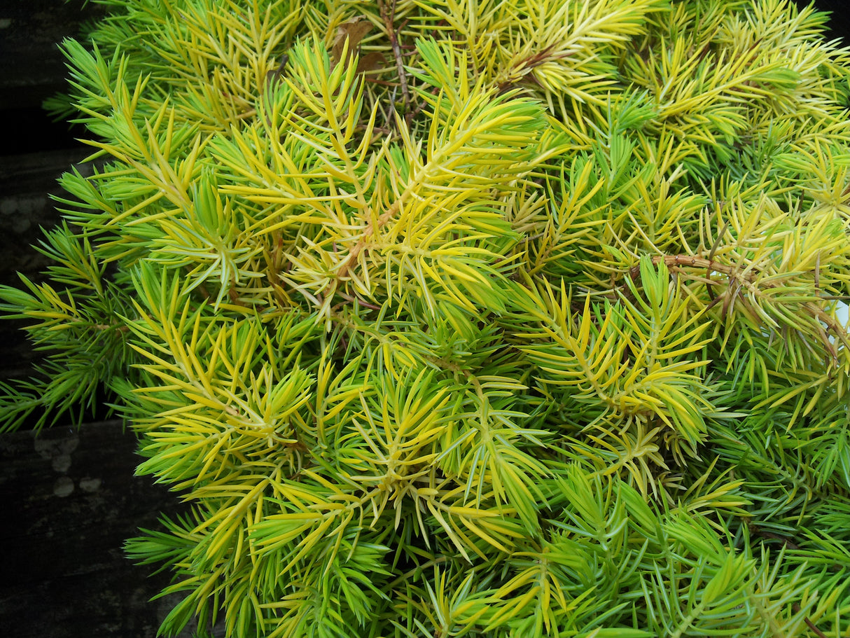 Juniperus conferta 'All Gold' - All Gold Juniper