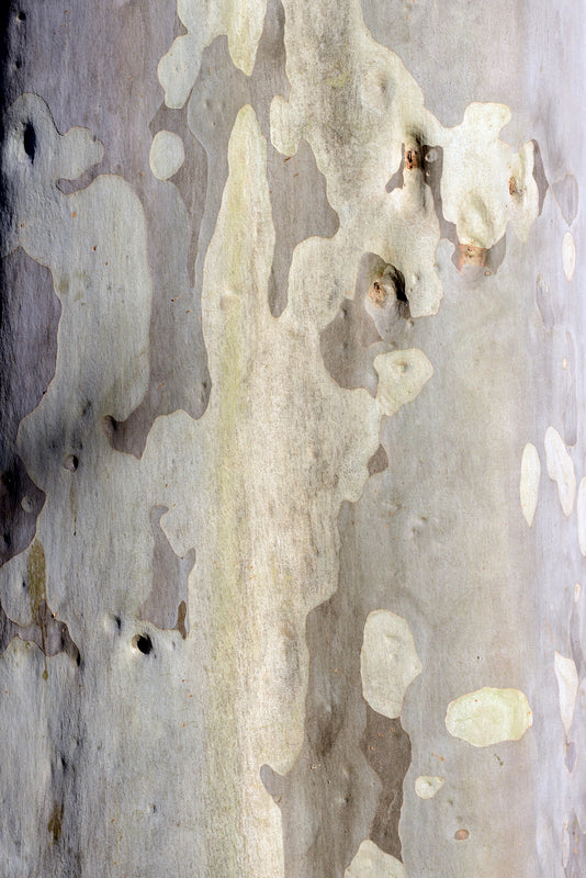Corymbia maculata - شجرة الصمغ المبقعة