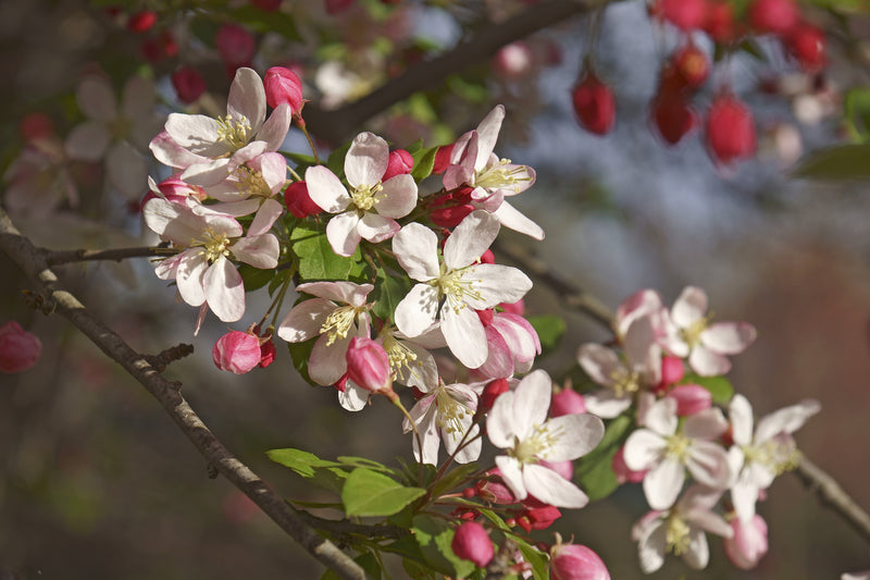 Malus floribunda - التفاح البري الياباني المزهر