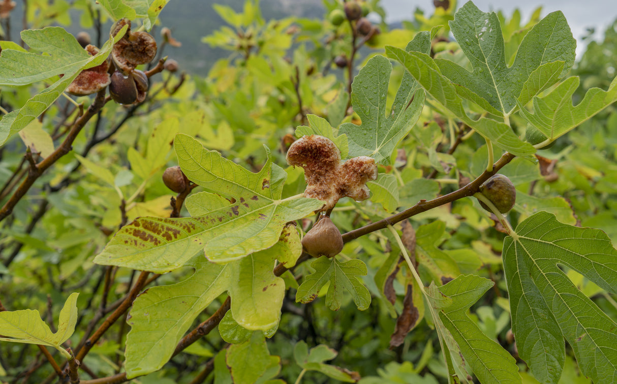 Ficus carica 'Adam' - Adam Fig Tree