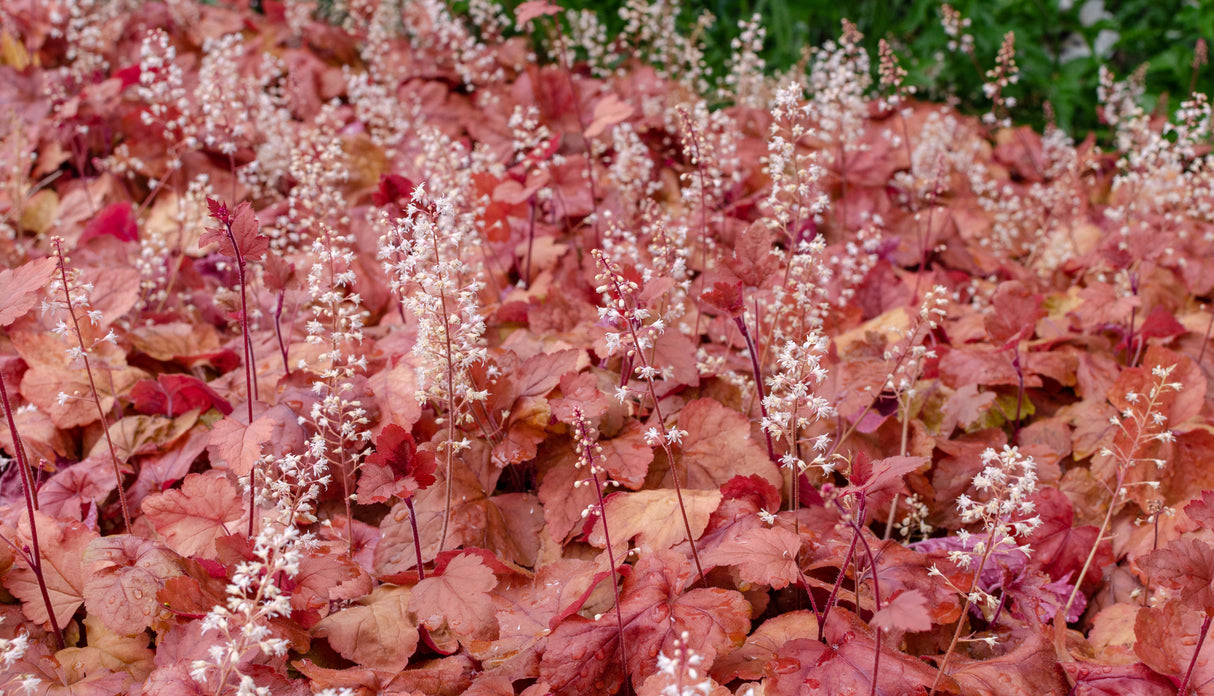 Heuchera 'Fire Alarm' - Fire Alarm Heuchera