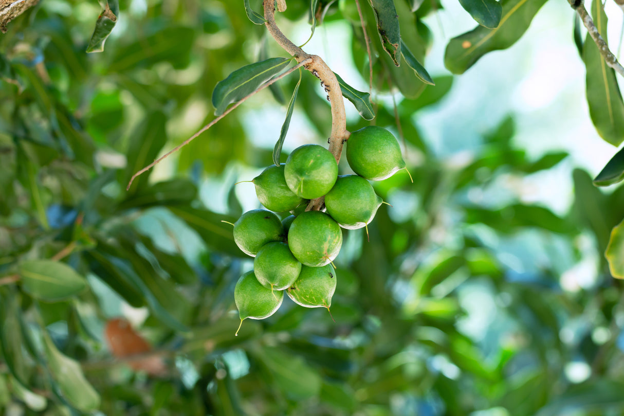 Macadamia integrifolia - Macadamia Nut Tree