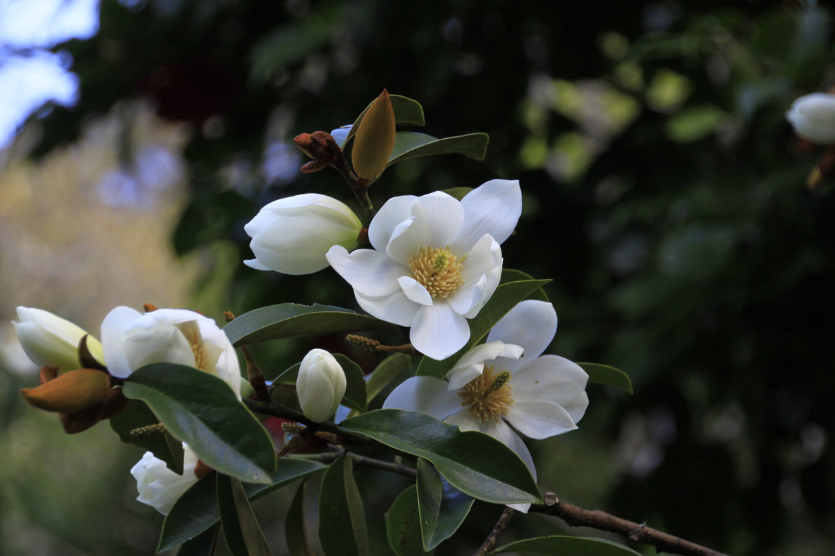 Magnolia spp. 'Fairy White' - Fairy White Magnolia